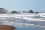 Experience the tranquility and grace captured in this striking image, portraying seagulls soaring over the vibrant waves at Indian Beach, Oregon.