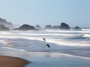 Experience the tranquility and grace captured in this striking image, portraying seagulls soaring over the vibrant waves at Indian Beach, Oregon.