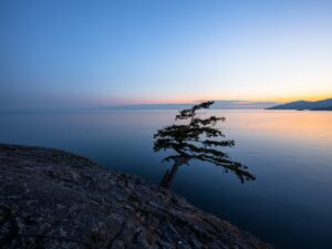 A lone tree overlooking a tranquil inlet, painting a picturesque scene of nature’s tranquility during sunset in Vancouver, Canada.