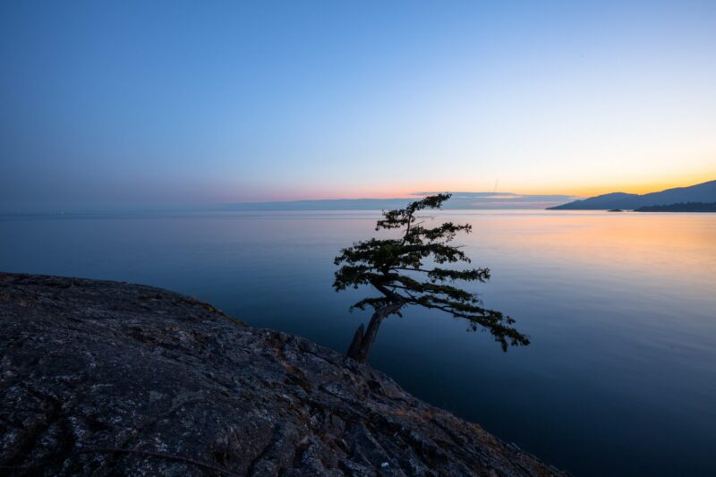 A lone tree overlooking a tranquil inlet, painting a picturesque scene of nature’s tranquility during sunset in Vancouver, Canada.