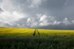 Immerse yourself in the striking contrast of a stormy summer day meeting a golden rapeseed field, captured in Southern Czechia.