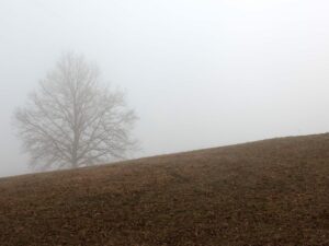 Experience the poetic solitude captured in this exquisite print, where a lone tree stands guardian over a misty Czech hillside during the fall season.