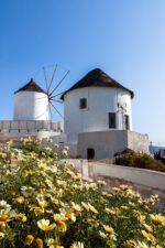 White windmill in Oia, Santorini surrounded by yellow and white flowers under a clear blue sky.