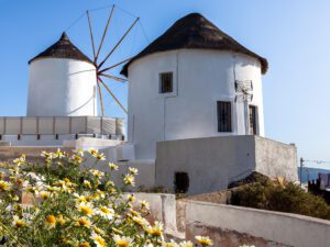 White windmill in Oia, Santorini surrounded by yellow and white flowers under a clear blue sky.