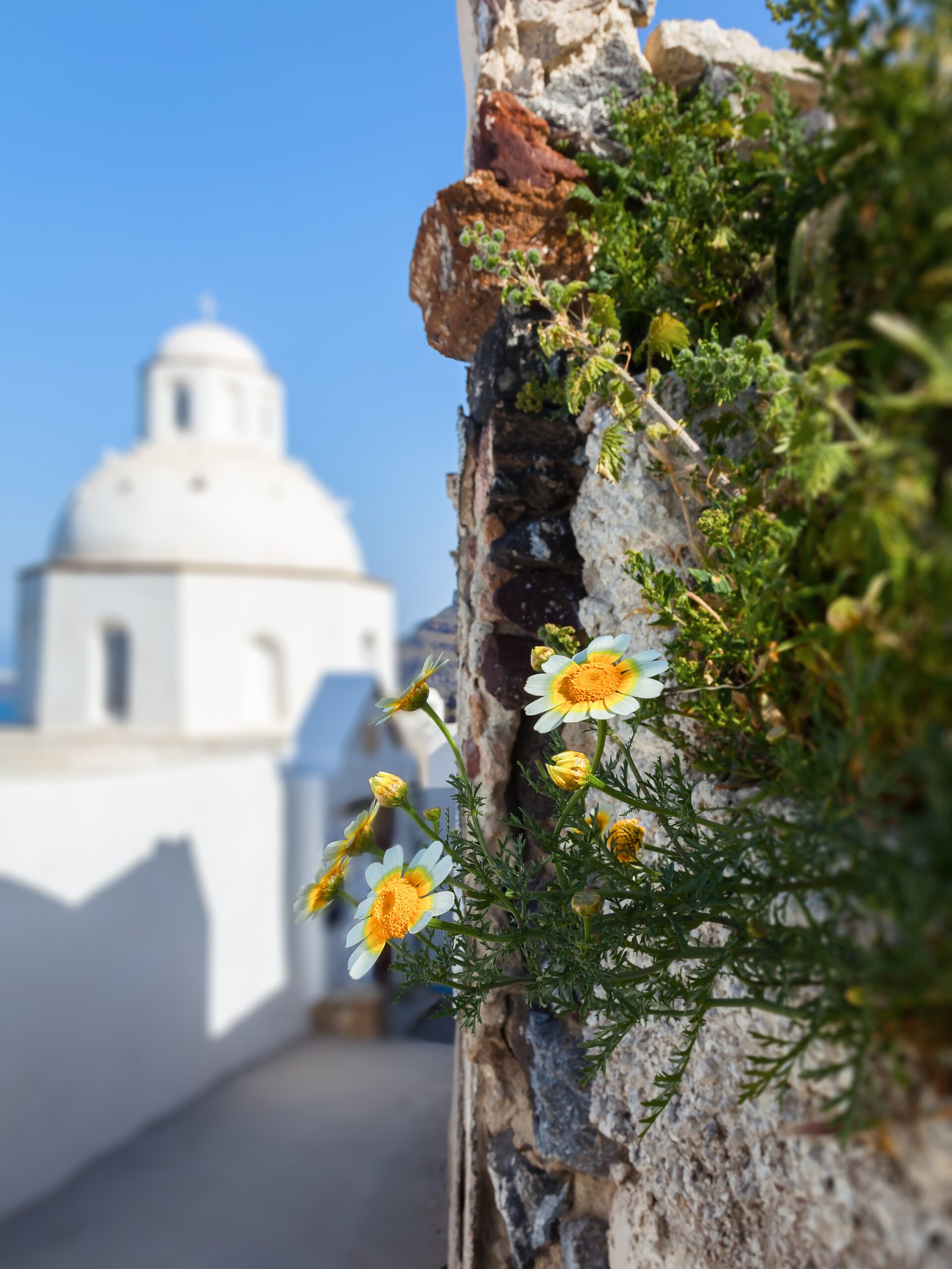 Ancient walkway in Fira, Santorini with yellow flowers and a white domed church in the distance.