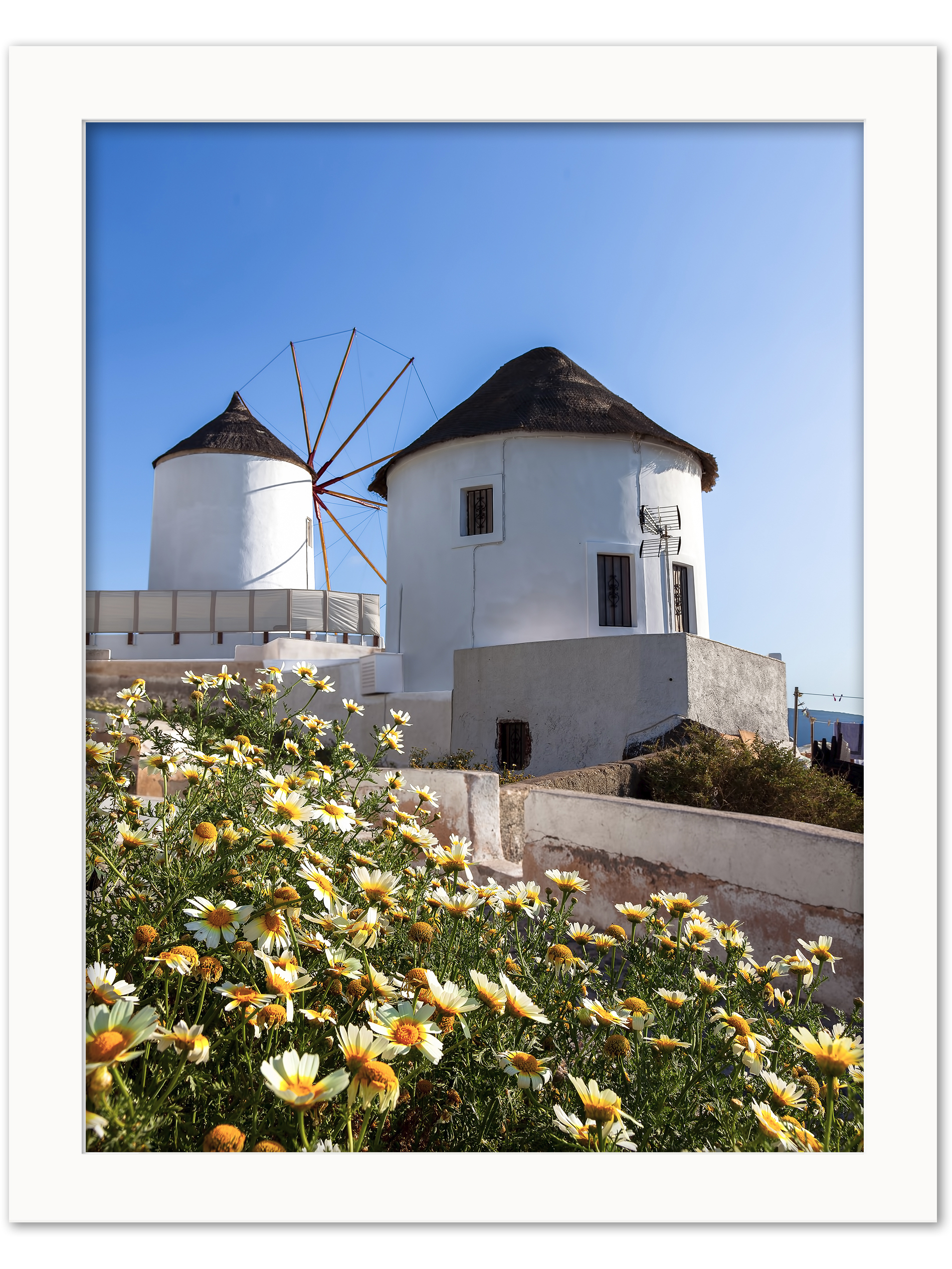 Iconic white windmills of Oia, Santorini, surrounded by vibrant yellow flowers under a clear blue sky.