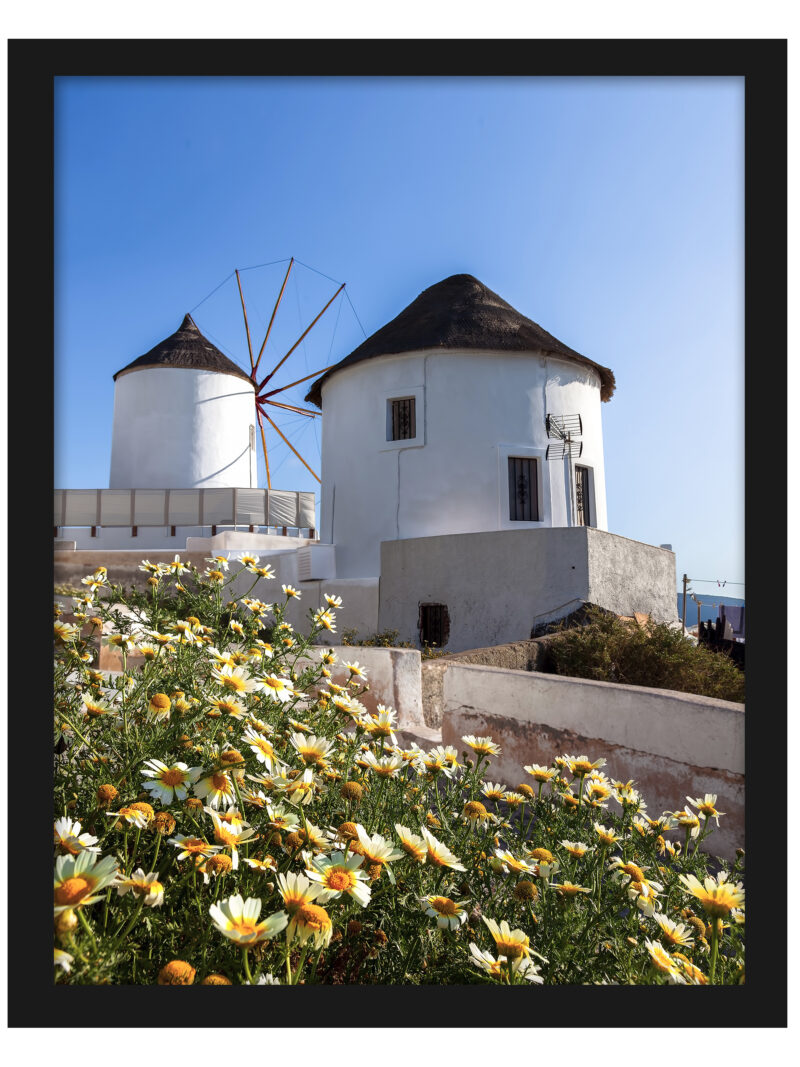 Iconic white windmills of Oia, Santorini, surrounded by vibrant yellow flowers under a clear blue sky.