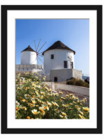 Iconic white windmills of Oia, Santorini, surrounded by vibrant yellow flowers under a clear blue sky.