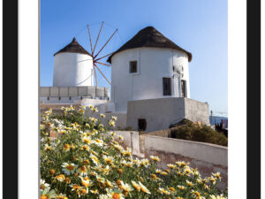 Iconic white windmills of Oia, Santorini, surrounded by vibrant yellow flowers under a clear blue sky.