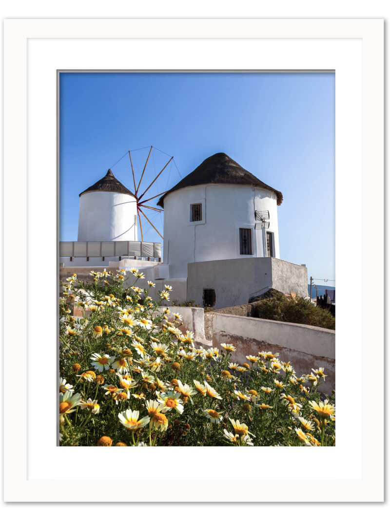 Iconic white windmills of Oia, Santorini, surrounded by vibrant yellow flowers under a clear blue sky.