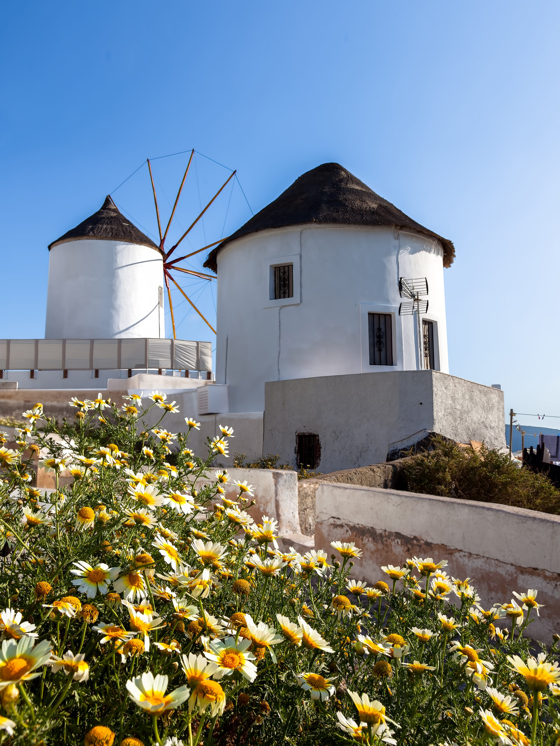 Iconic white windmills of Oia, Santorini, surrounded by vibrant yellow flowers under a clear blue sky.